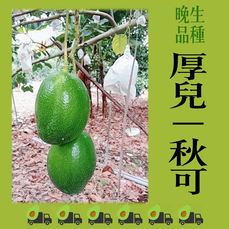 正宗酪梨農場厚兒新鮮優質酪梨本土品種小農產地直送 蝦皮購物