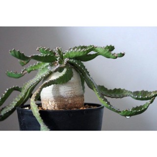 新鮮 Euphorbia hadramautica 種子 10粒 種子花
