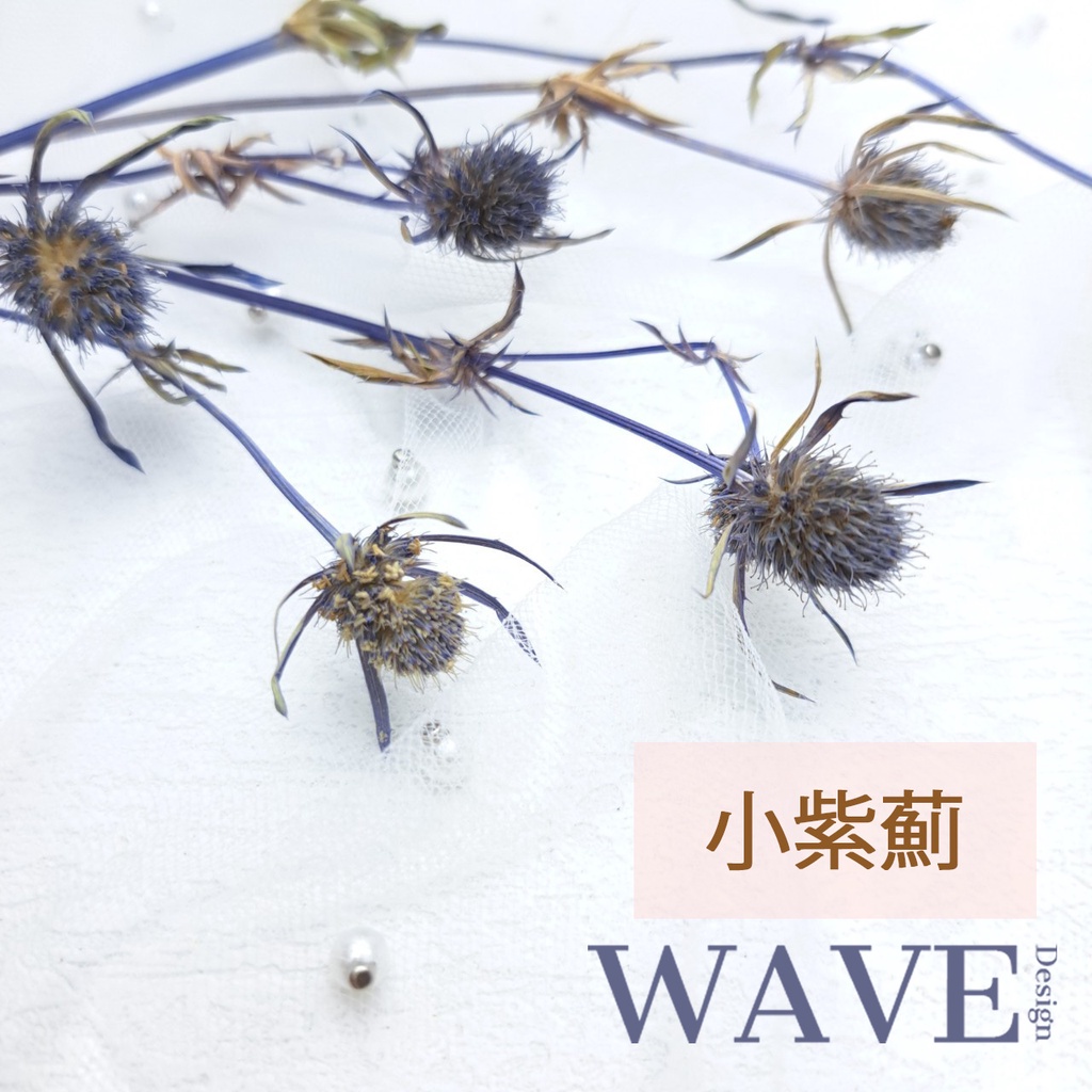 《WAVE Design 》乾燥小紫薊 情人果 刺芹 乾燥花材 天然乾燥花 植物果實 花材 花藝材料 永生花 DIY
