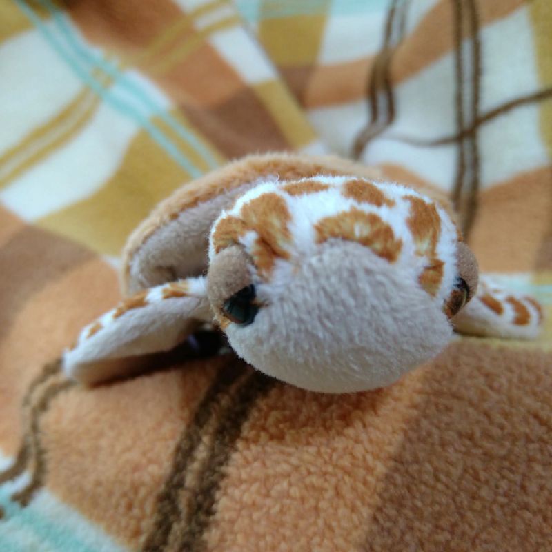 日本 Little Bean  海生動物 水族館 動物園 絨毛 玩偶 娃娃 烏龜 海龜沙包豆豆顆粒小烏龜