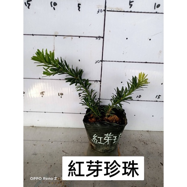 卉迎園藝 紅芽珍珠羅漢松苗4吋盆/觀賞植物/新興果樹