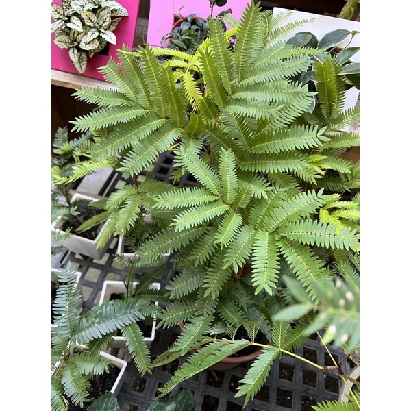 日本實生    （三寸小苗 ）雞髯豆 小豆樹 日本小豆樹 密葉猴耳環 植物 樹 ig 網紅 觀葉植物 網紅植物 室內植物
