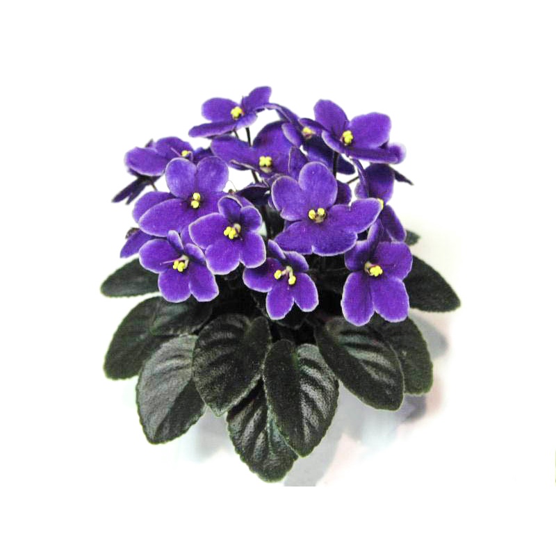 非洲堇 - 非洲紫羅蘭 - Optimara Little Azurite - 非洲菫(葉片)
