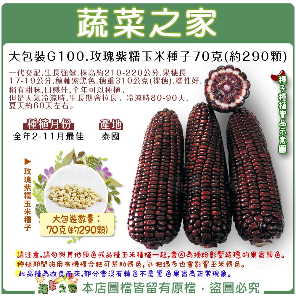 蔬菜之家滿額免運【00G100】大包裝.玫瑰紫糯玉米種子70克(約290顆)(有藥劑處理)(F1，生長強健，穗軸紫黑色