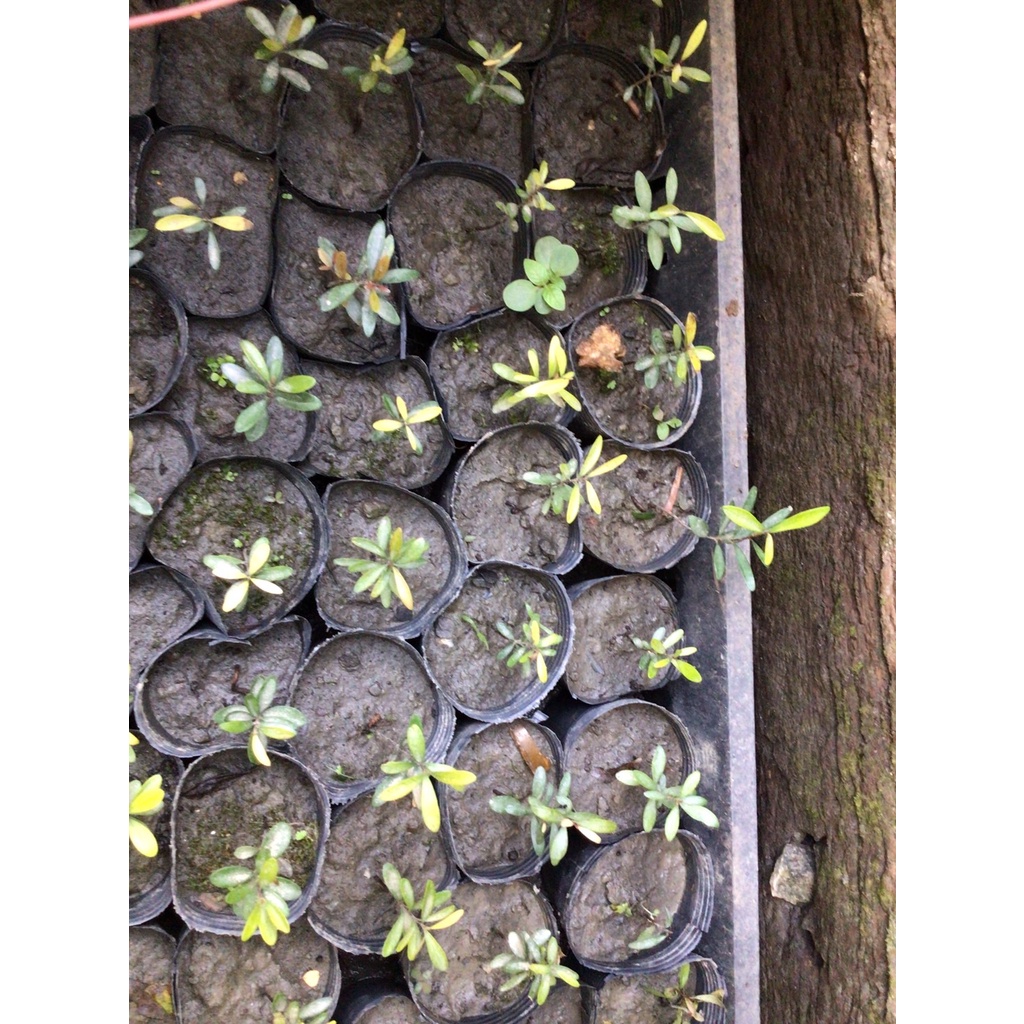 【n0900台灣健立最便宜】2022 小葉赤楠苗 2顆＄120 開花期夏季，結果期冬季。 是優質的原生植物，堅硬的枝條與