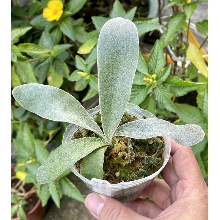 🌵植球對蕨🌿〖白色戀人鹿角蕨  P.OMO ''White Lover"  〗療癒植物 文青植物、蕨類植物