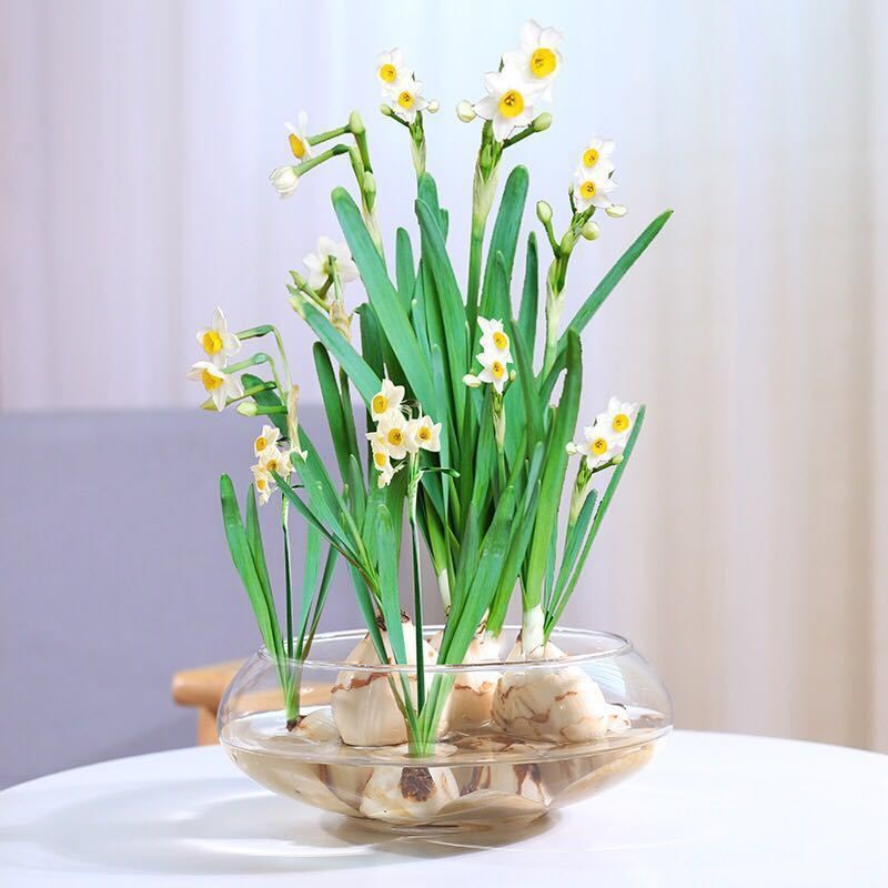 水仙花百合花鬱金香風信子水仙球根年節花卉盆栽過年盆栽水仙花濃香 蝦皮購物