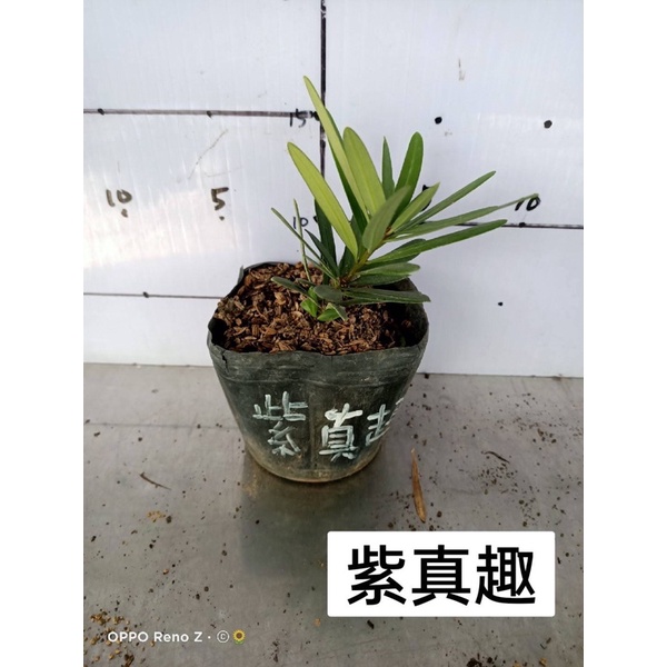卉迎園藝 紫真趣羅漢松苗4吋盆/觀賞植物/新興果樹