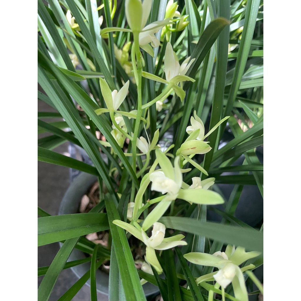 花花世界_季節花卉**鐵骨素心蘭**4-5吋盆/高20-30cm/MA