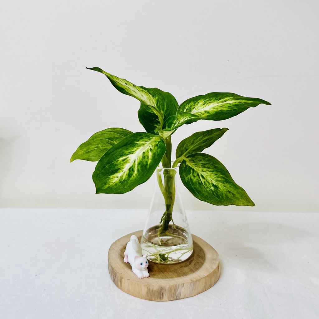 水耕黛粉葉盆栽 含植物 玻璃瓶 水耕植物 水耕盆栽 水耕栽培 粗肋草 萬年青 室內植物 新手植物 蝦皮購物