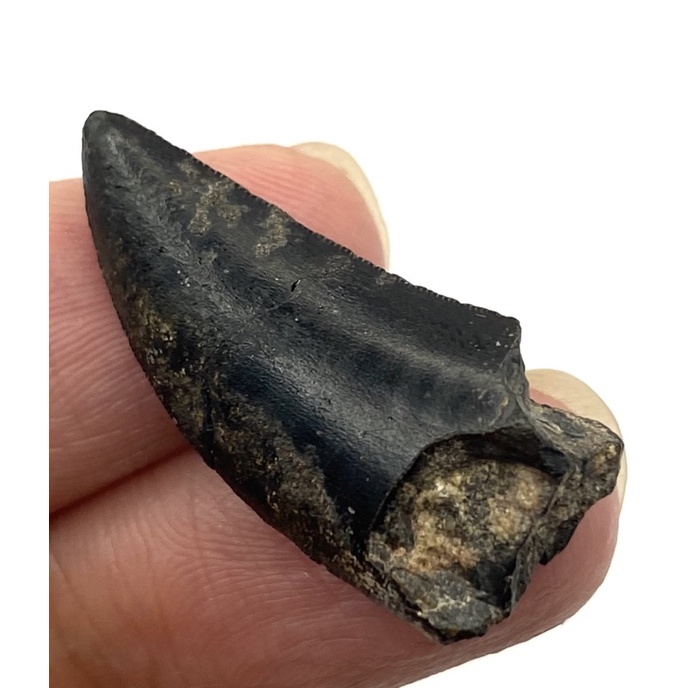 西非尼日—怒眼始鯊齒龍牙齒化石！稀有 ！ 恐龍化石 恐龍牙齒 侏羅紀