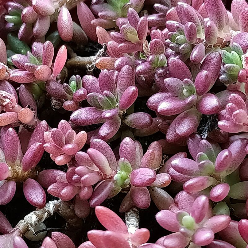 多肉植物 紫米飯 (現砍無根)夏天轉綠