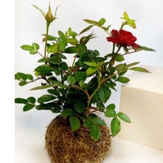 苔球(直徑約8cm)/小玫瑰🌱/造景盆栽/上板植物/文青小品/療癒蕨品/家居飾品/🌿漂流木手工蕨品坊🌿