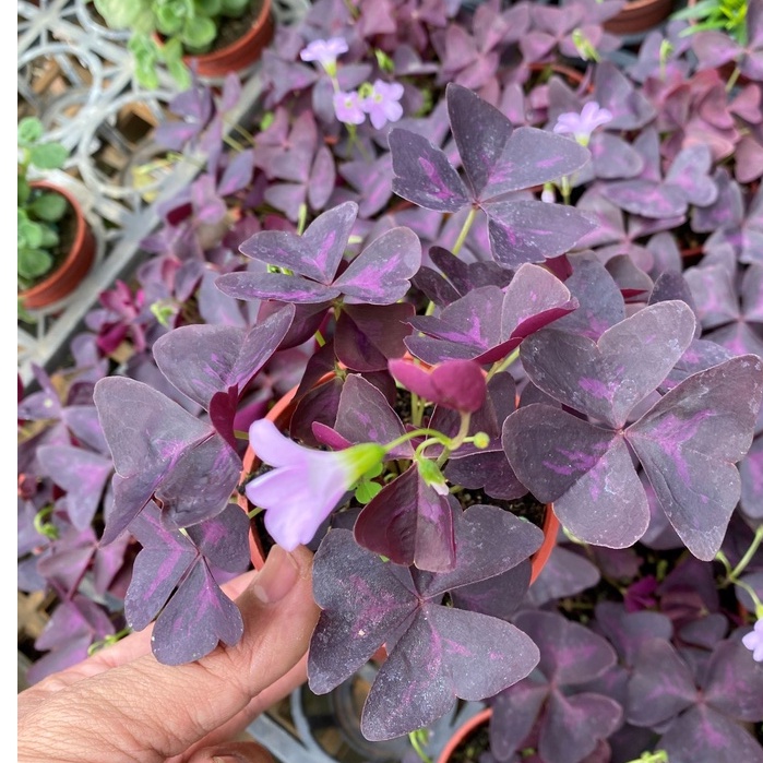 植物空間 觀葉植物 紫葉酢醬草3吋 紫色幸運草