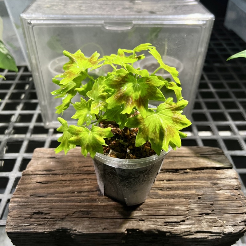 楓葉天竺葵｜4吋｜觀葉植物｜斑啾植選｜日本白斑龜｜龜背芋｜斑葉｜彩葉芋｜合果芋｜琴葉榕｜竹芋｜禮小物｜室內植物｜盆栽