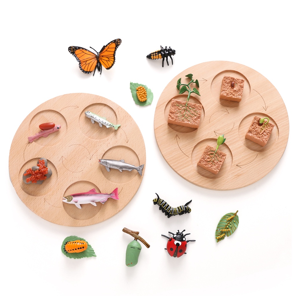 蒙氏木質科學教具 動植物生命週期板 雙面盤 蒙特梭利教具 幼兒園早教玩具