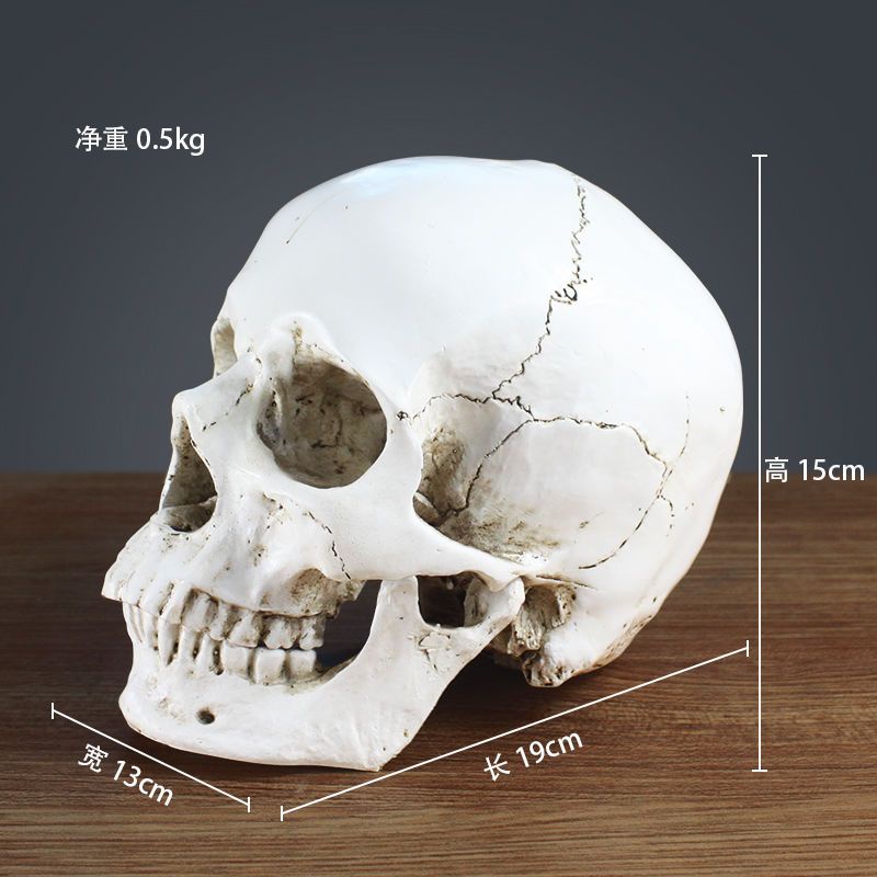 1:1樹脂骷髏頭繪畫人頭骨藝用人體肌肉骨骼解剖頭骨模型美術 吧