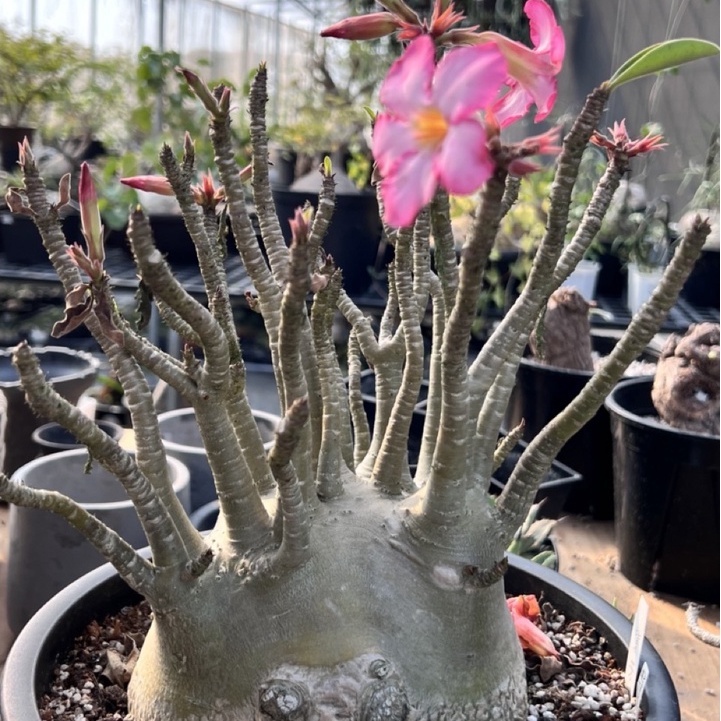 塊根植物寶貝樹沙玫原產塊根進口穩根株多肉植物多肉盆栽塊根療癒陽台植物植栽園藝 阿金的便秘花園 蝦皮購物