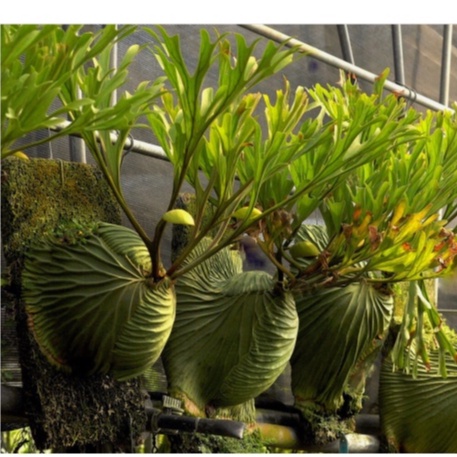 開心農元-觀葉植物- 🔥 亞洲猴腦 亞猴鹿角蕨 鹿角蕨 Platycerium ridleyi
