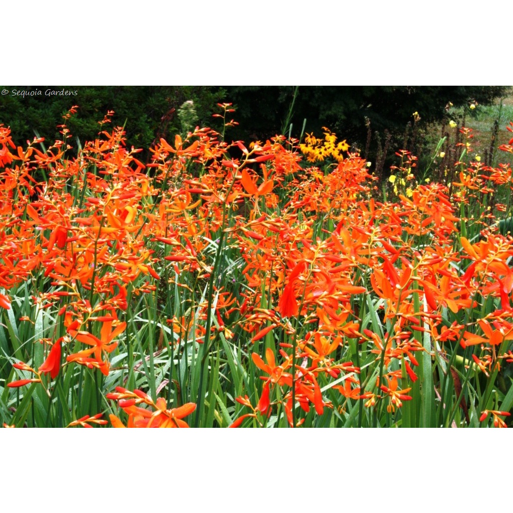 《珍奇植物‧貳》Crocosmia aurea 金黃香鳶尾 種子 球根 百合 種子一顆