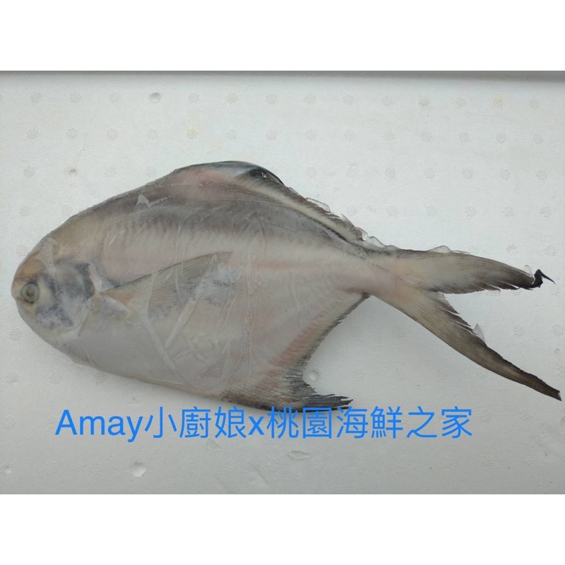 冷凍白鯧魚（一隻300~400g)