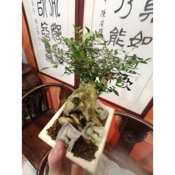 超級老粗頭部約有11公分造型優美漂亮扭轉造型七里香小品盆栽原價6500元特價5900元郵局免運費好種植喜歡半日照以上潮濕