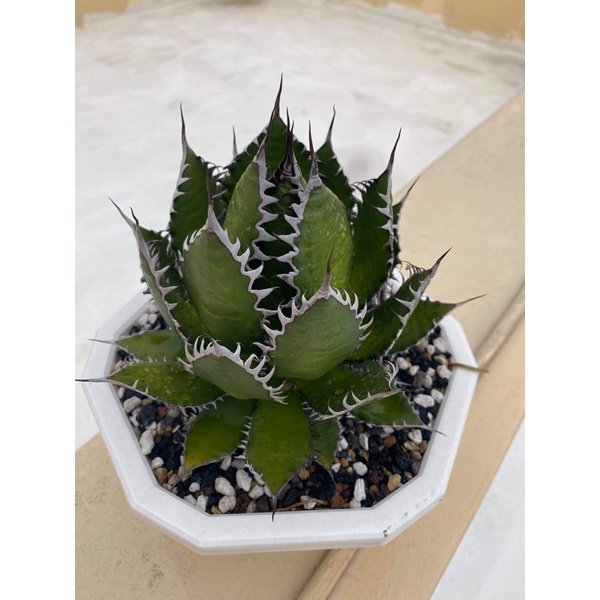 Agave 龍舌蘭 - 狂刺霍利達