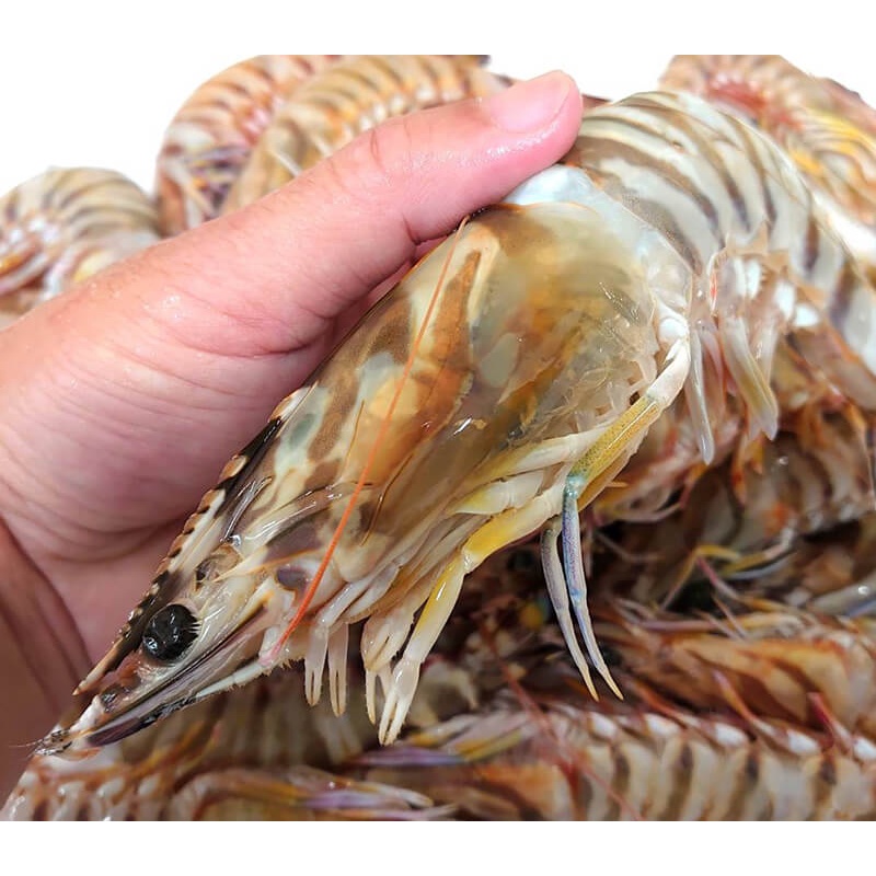 【水汕海物】海老大明蝦 ( 5P/6P/7P 500g )西南外海 野生海洋撈捕 。