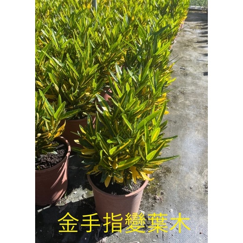 【花田厝】圍籬植物  _金手指變葉木_  5/6吋盆高20-30公分  是觀葉植物的佳品