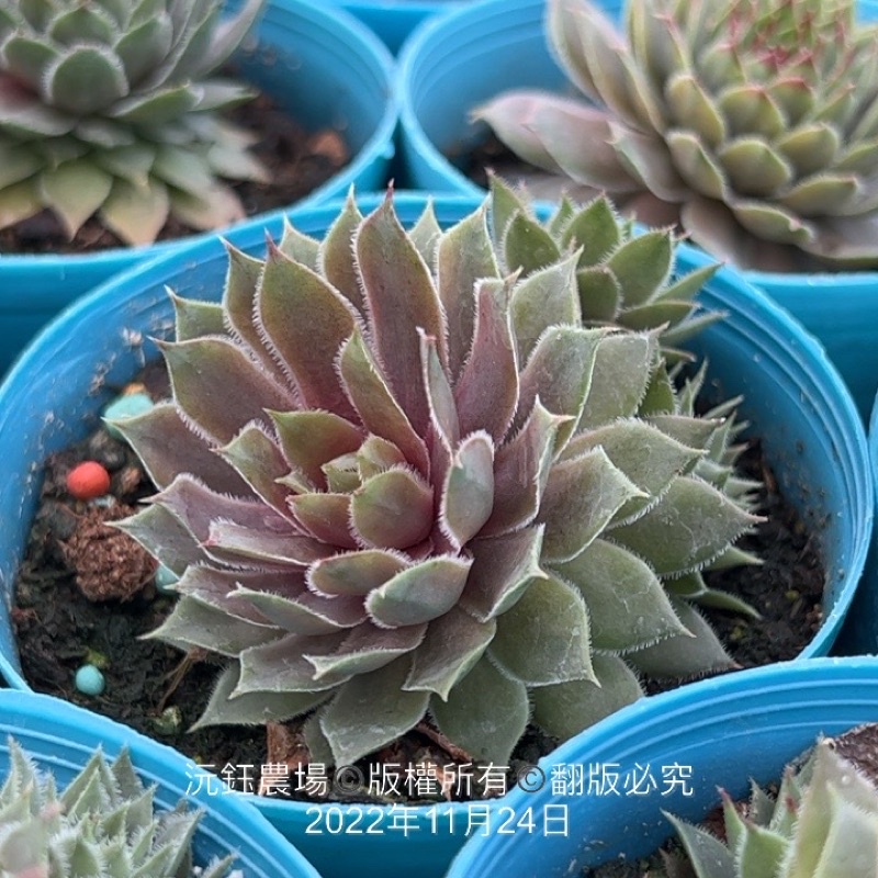 沅鈺農場   多肉植物   伊拉蘇卷娟