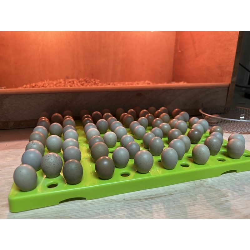 MOVE 蘆丁雞 種蛋 30入  雞蛋 受精蛋 迷你雞 蛋 非鵪鶉