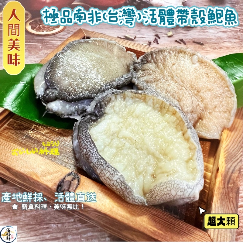 (温好鮮-水產) 極品南非帶殼活鮑魚(2顆裝)最猛的美食界極品⋯附發票