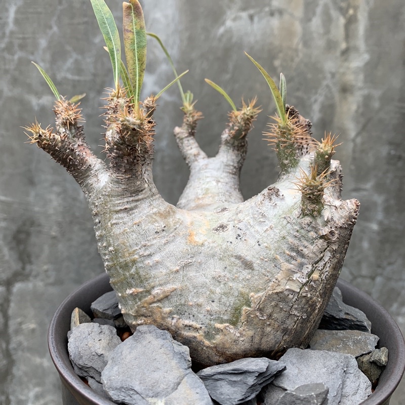 《一植入魂》象牙宮 Pachypodium graciliu 含盆 塊根