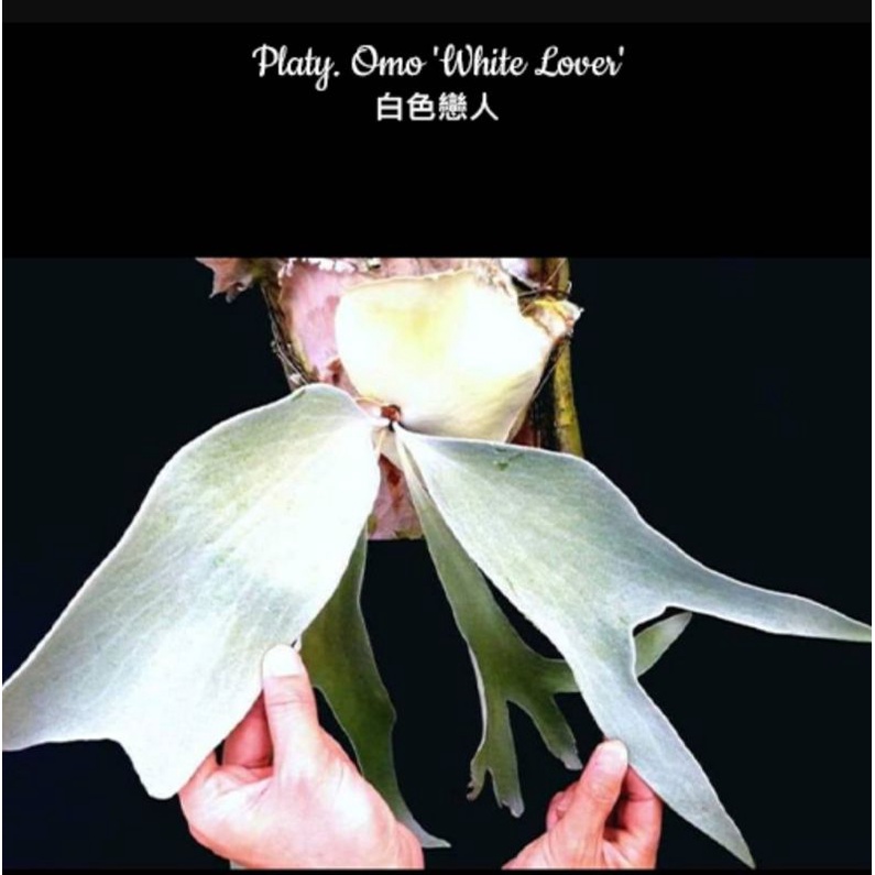 白色戀人鹿角蕨(已上板約30*20*2公分)/含P. omo(White Lover)及碳化杉木板/🌿漂流木手工蕨品坊🌿