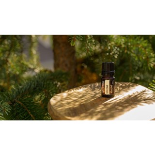 多特瑞 日本檜木 Hinoki 精油 2026/2（扁柏) 5ML 現貨