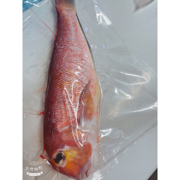 馬頭魚，白帶魚，赤鯮魚，白鯧魚，紅紺魚、乾透抽🦑