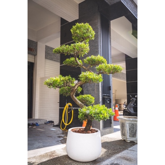 羅漢松 景觀盆栽 室外植物 景觀造景 水磨石 蝦皮購物
