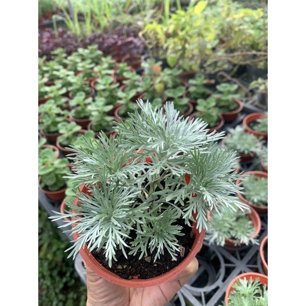 日本朝霧草 銀霧草 蝦皮購物