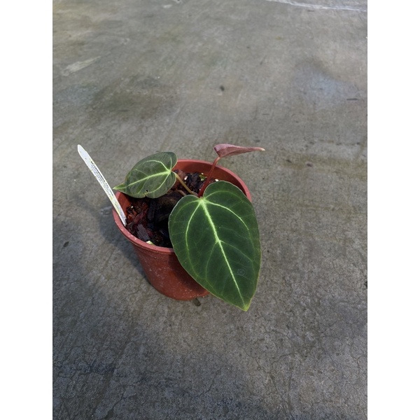 Anthurium regale 皇火鶴