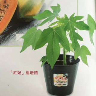紅妃木瓜苗 木瓜苗 矮種木瓜 熱門品種(紅妃)~耐木瓜輪點病毒病，株型較矮 結果期甚早，結果力強 組織培養苗保證兩性株