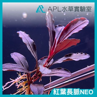 APL水草實驗室 - 紅葉長脈NEO 辣椒榕 神秘草 水中葉