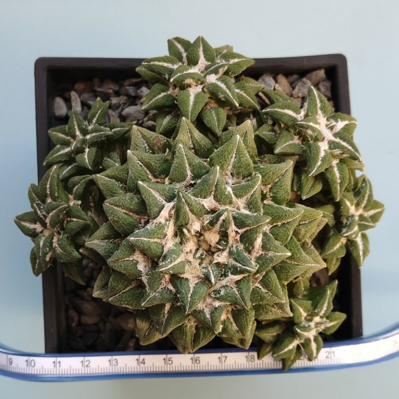 佳仙園 - 群生黑牡丹 接降 大尤 _ A14 _ 仙人掌.多肉植物