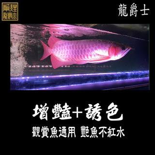 龍魚增艷燈- 優惠推薦- 2023年3月| 蝦皮購物台灣