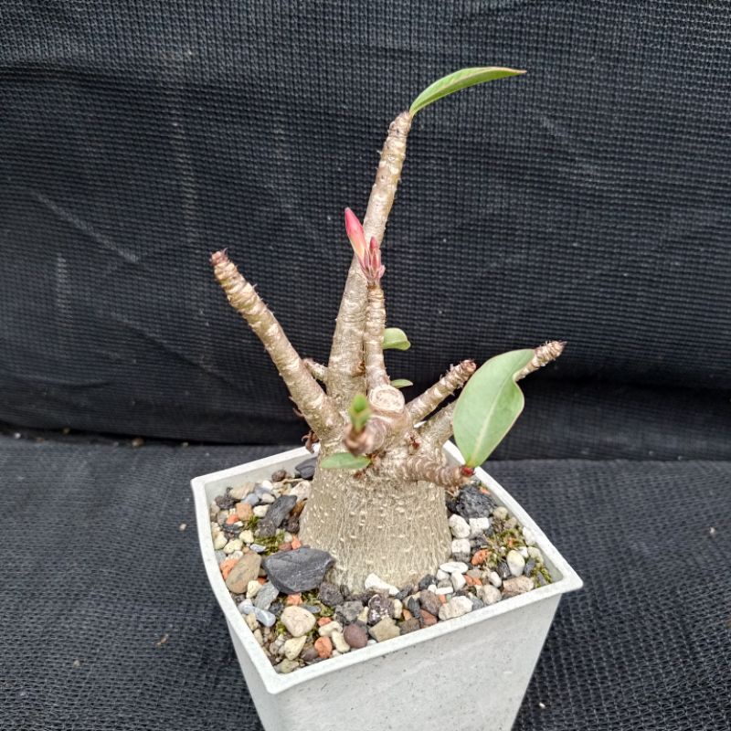 Chada Petch 泰國交種沙漠玫瑰 實實苗 Adenium CDP