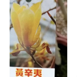 辛夷花苗 比價撿便宜 優惠與推薦 22年12月