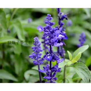 綠瓶子-快樂鼠尾草精油/薰香/蠟燭/泡澡/香磚/洗髮餅⋯30ml/100ml分售