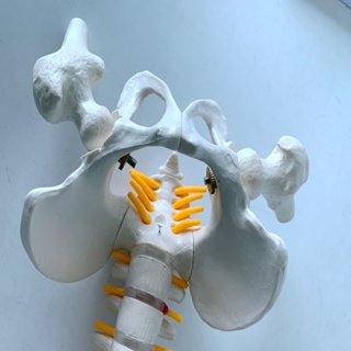 {教學}中醫正骨脊椎演示模型 40CM人體脊柱帶神經椎間盤突出付頸椎血管 #4