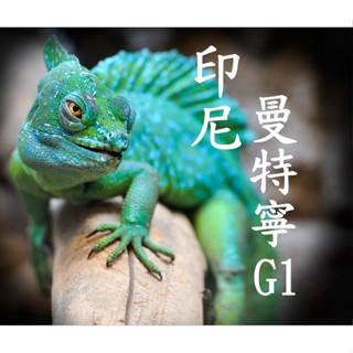 (2024) 獵豆工坊🐆 亞洲 印尼 蘇門答臘 曼特寧 G1 (三次手挑) 咖啡生豆 500g