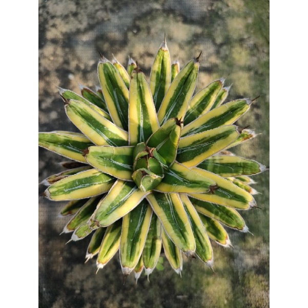 羽白斑笹之雪/龍舌蘭 Agave/ 多肉植物