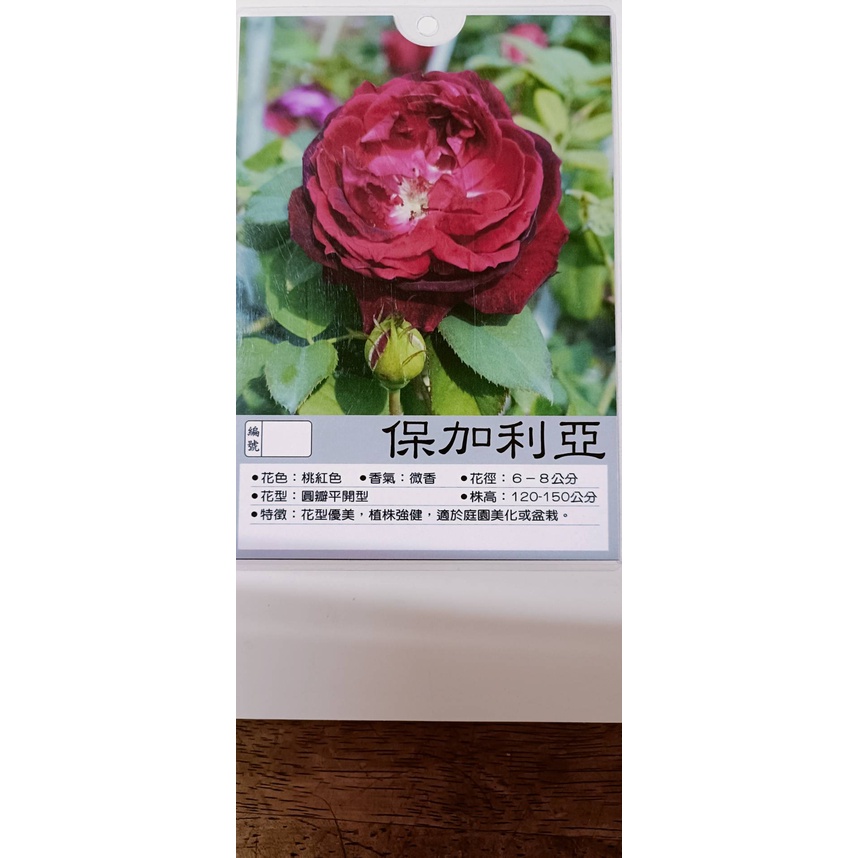 【花田厝】玫瑰苗 《 保加利亞 》7吋盆 高25-50cm 花期持久